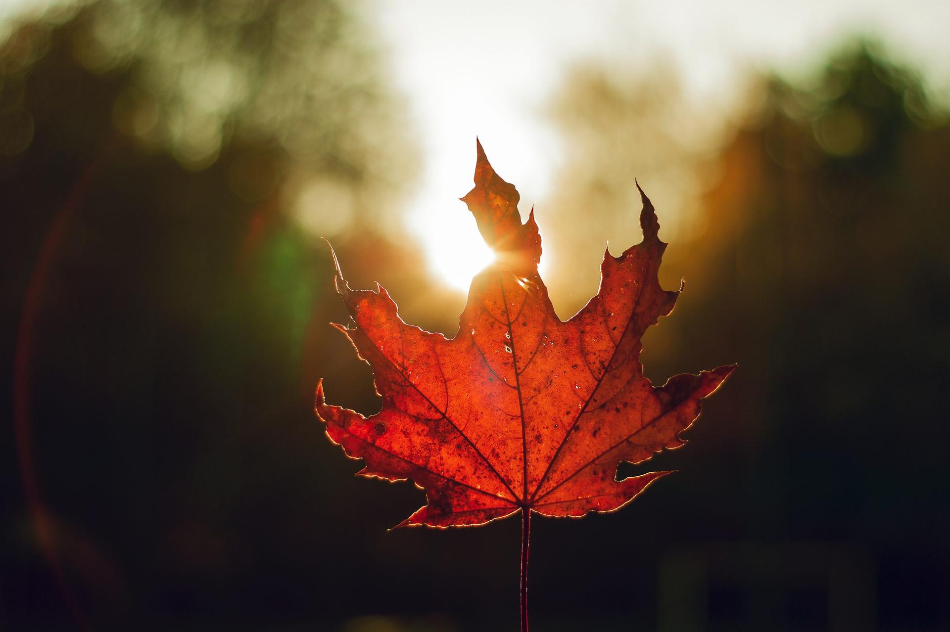 Warm weather causes concern for tree tapping