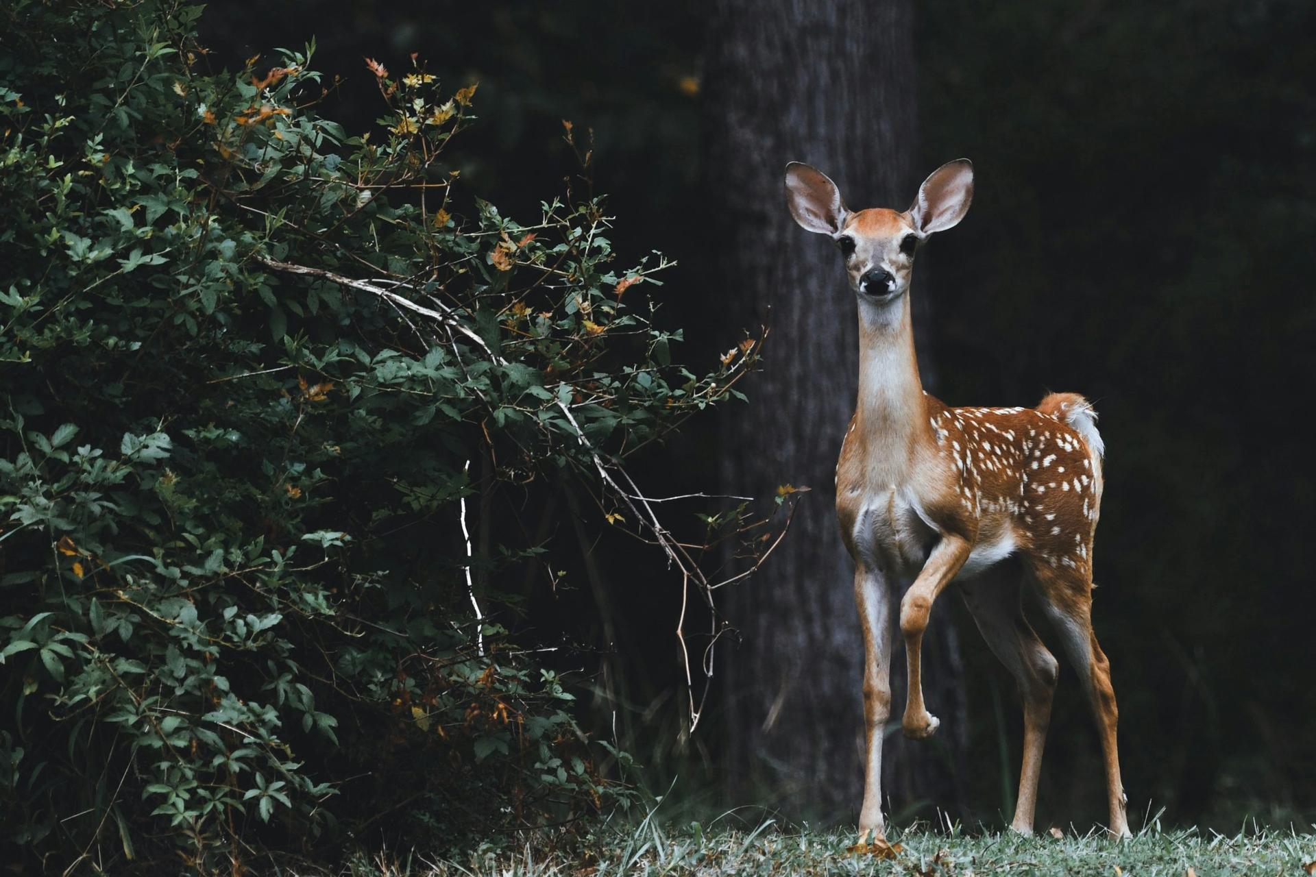 Chronic Wasting Disease Detected in Farm-Raised Deer in Wisconsin