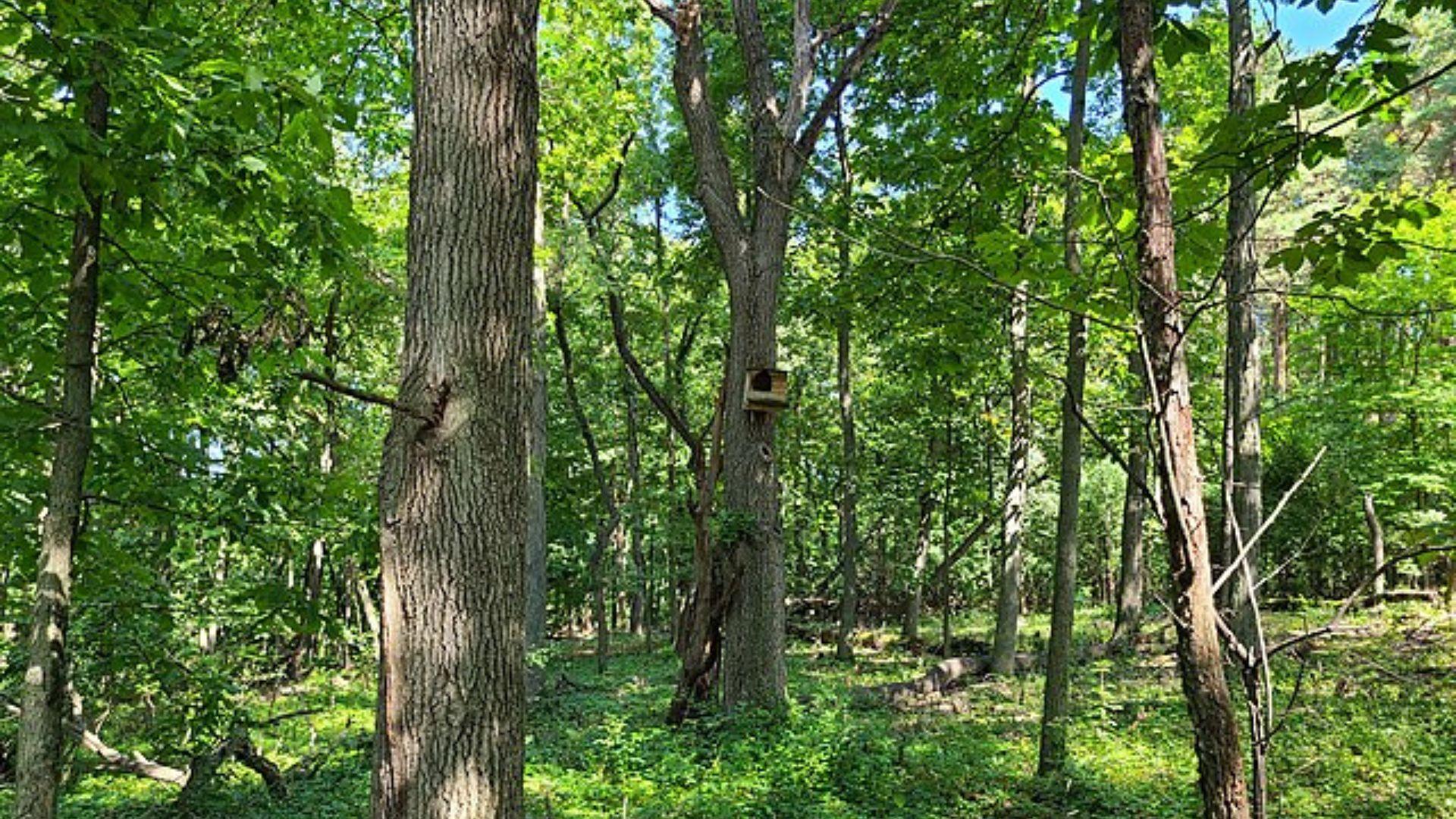 Madison selected to join “Nature Everywhere” Communities Initiative