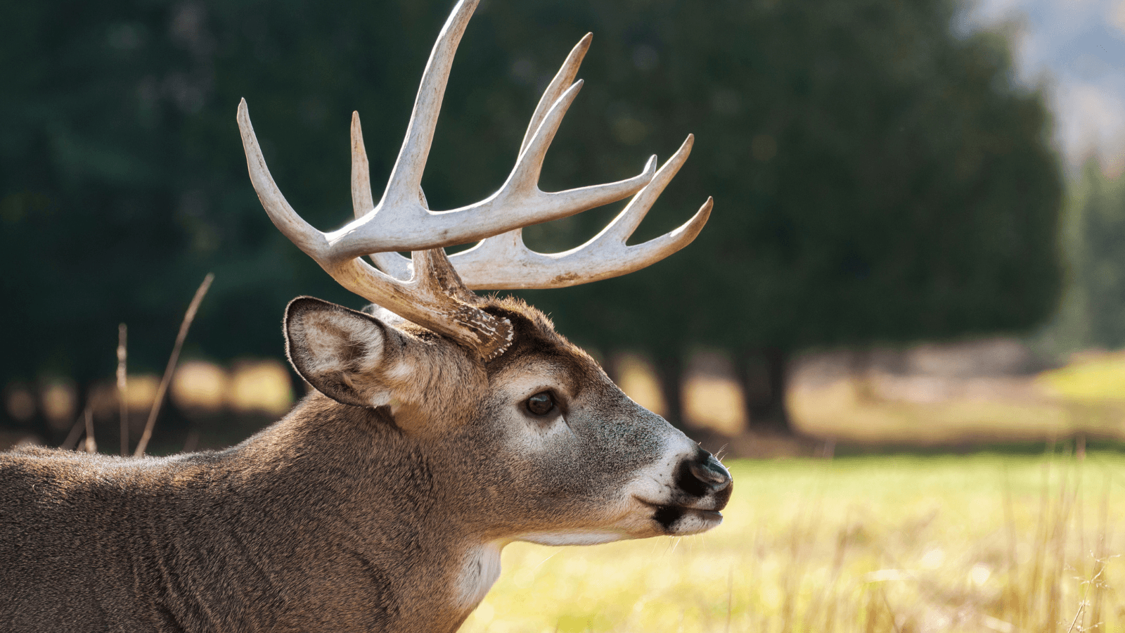 Chronic wasting disease confirmed in Waushara County