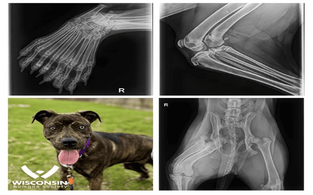 Rare 5-Legged puppy named Bella available for adoption at Wisconsin Humane Society