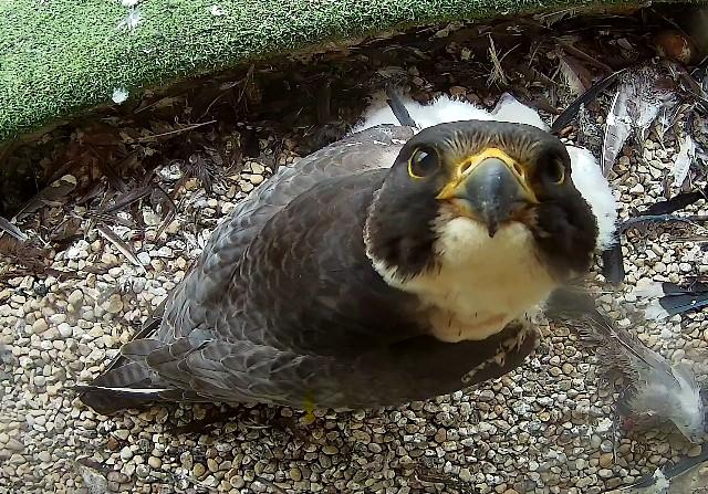 Peregrine Falcon Chicks to be Banded at Racine County Courthouse
