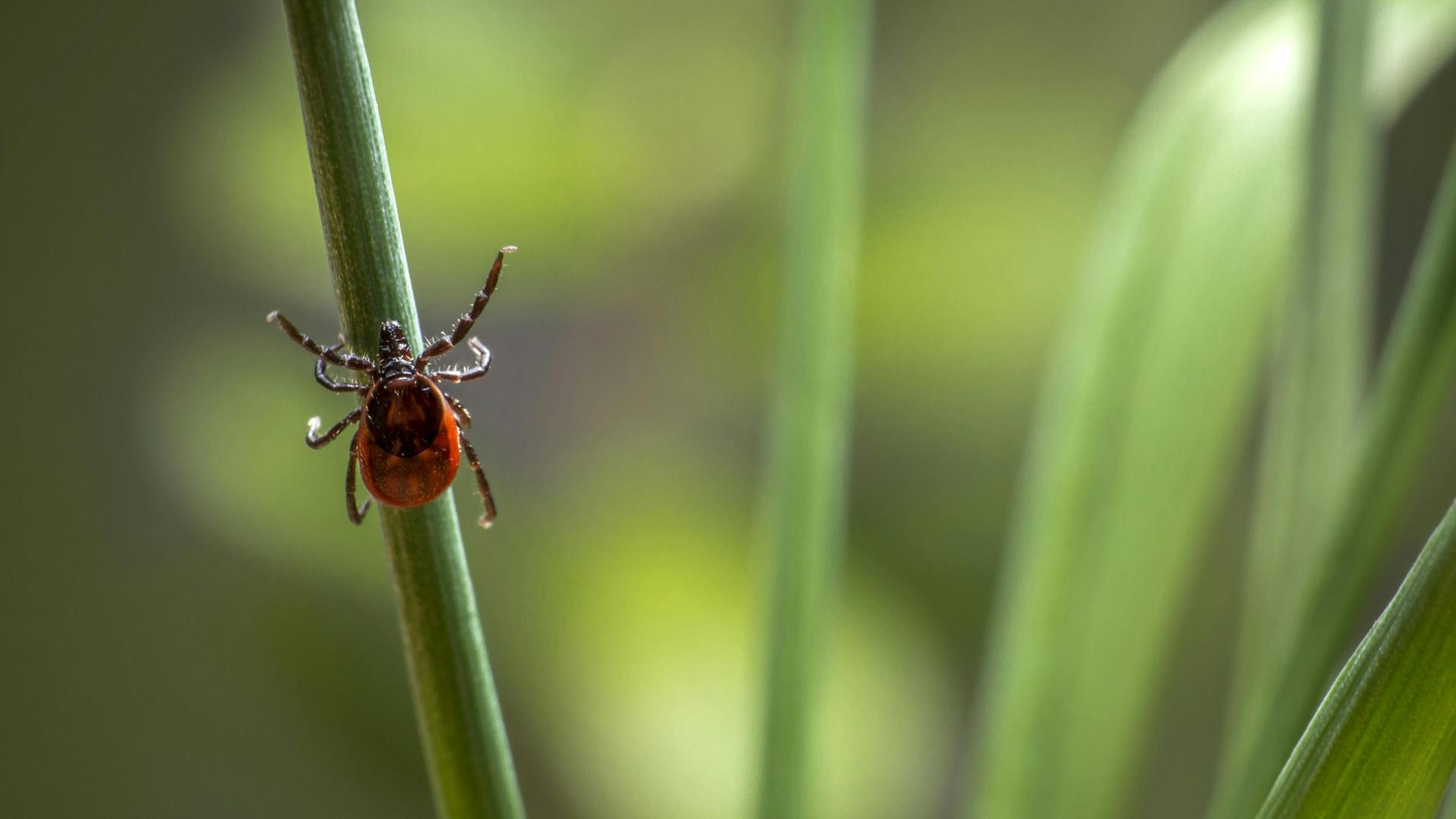 Tick Season is here: Take precautions to keep yourself safe