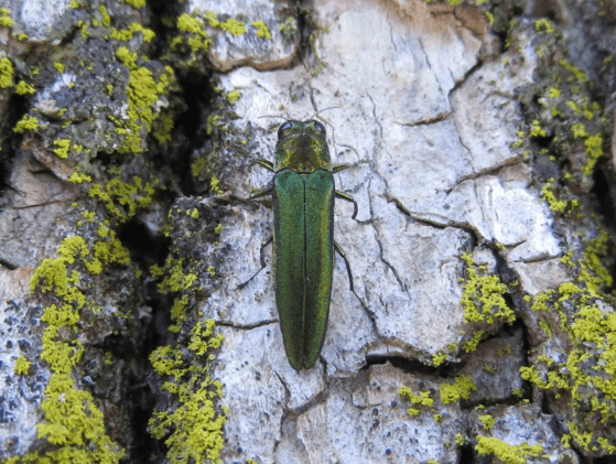 Burnett County is Officially Infested with Emerald Ash Borer