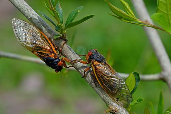 Cicadas have started to emerge in Wisconsin