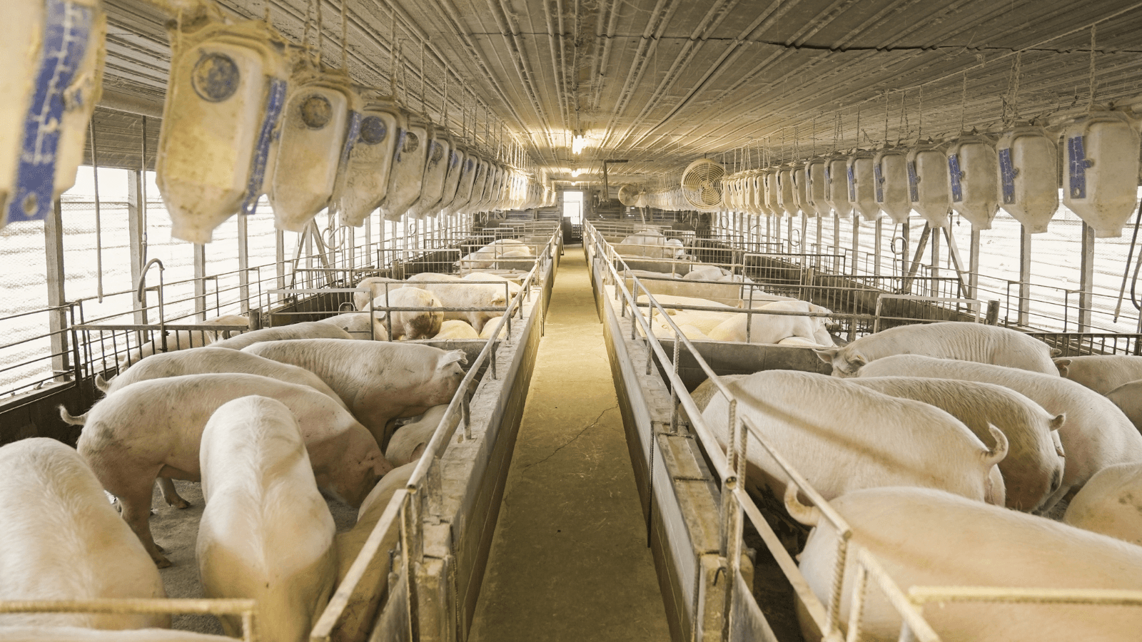 Restaurant chains called into question for meat-production sources
