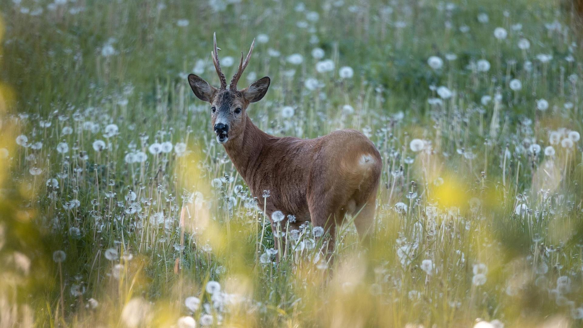 It’s Opening Day of the Annual Deer Hunt