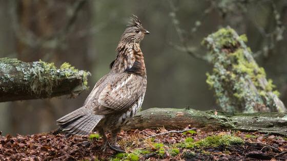 Drumming Grouse Increasing Across Wisconsin