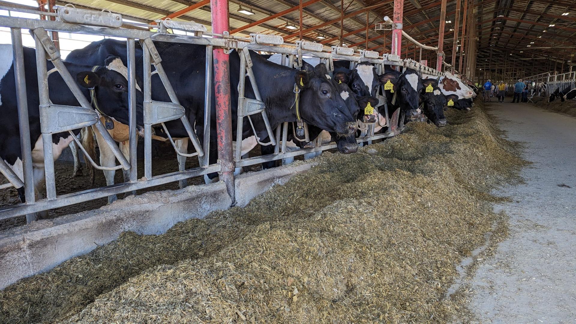 How many manure spills is too many? St. Croix County residents scrutinize big farm’s new owner