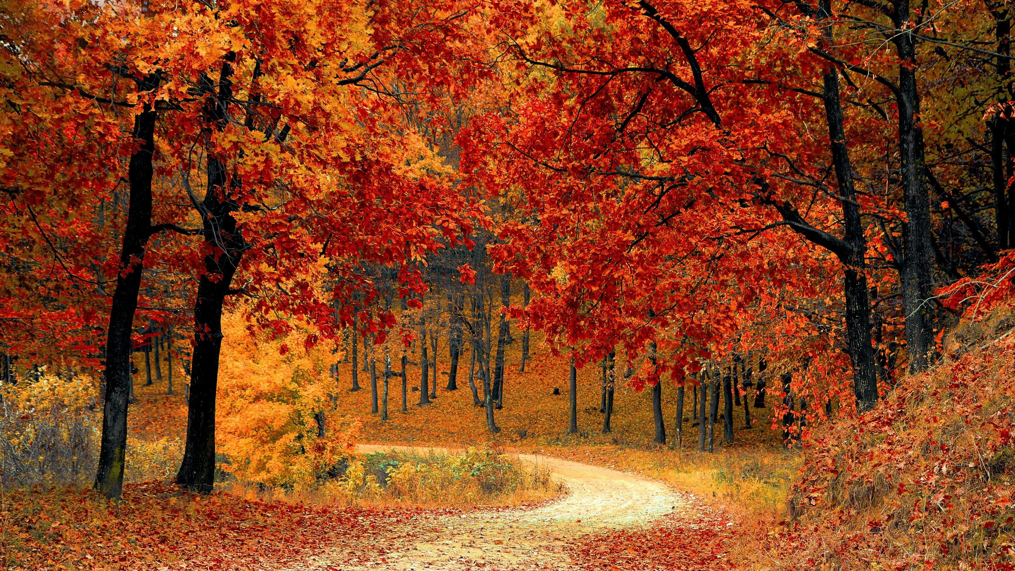 Science of Fall Foliage