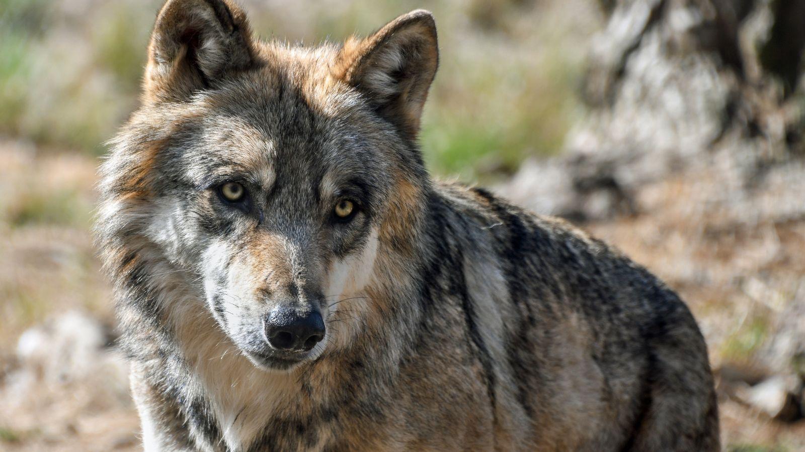 Northern Wisconsin Gray Wolf Concerns Could Soon be Addressed