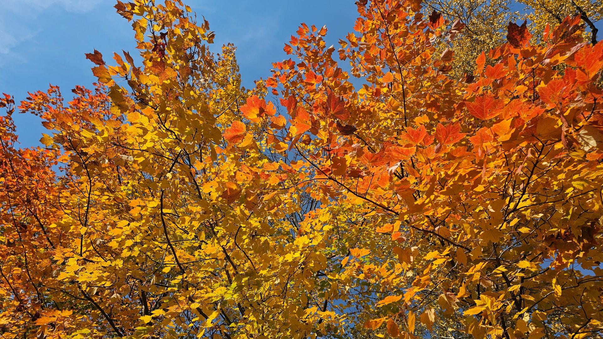 Granite Peaks Extends Fall Foliage Chairlift Rides