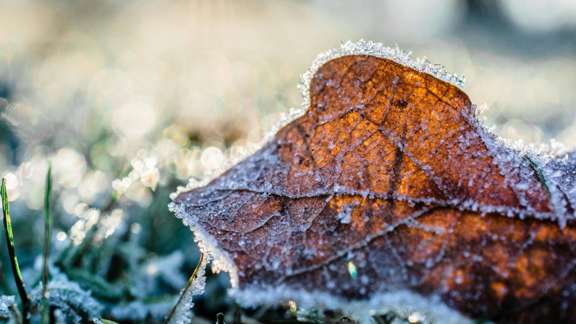 Wisconsin Plummets to a Hard Freeze