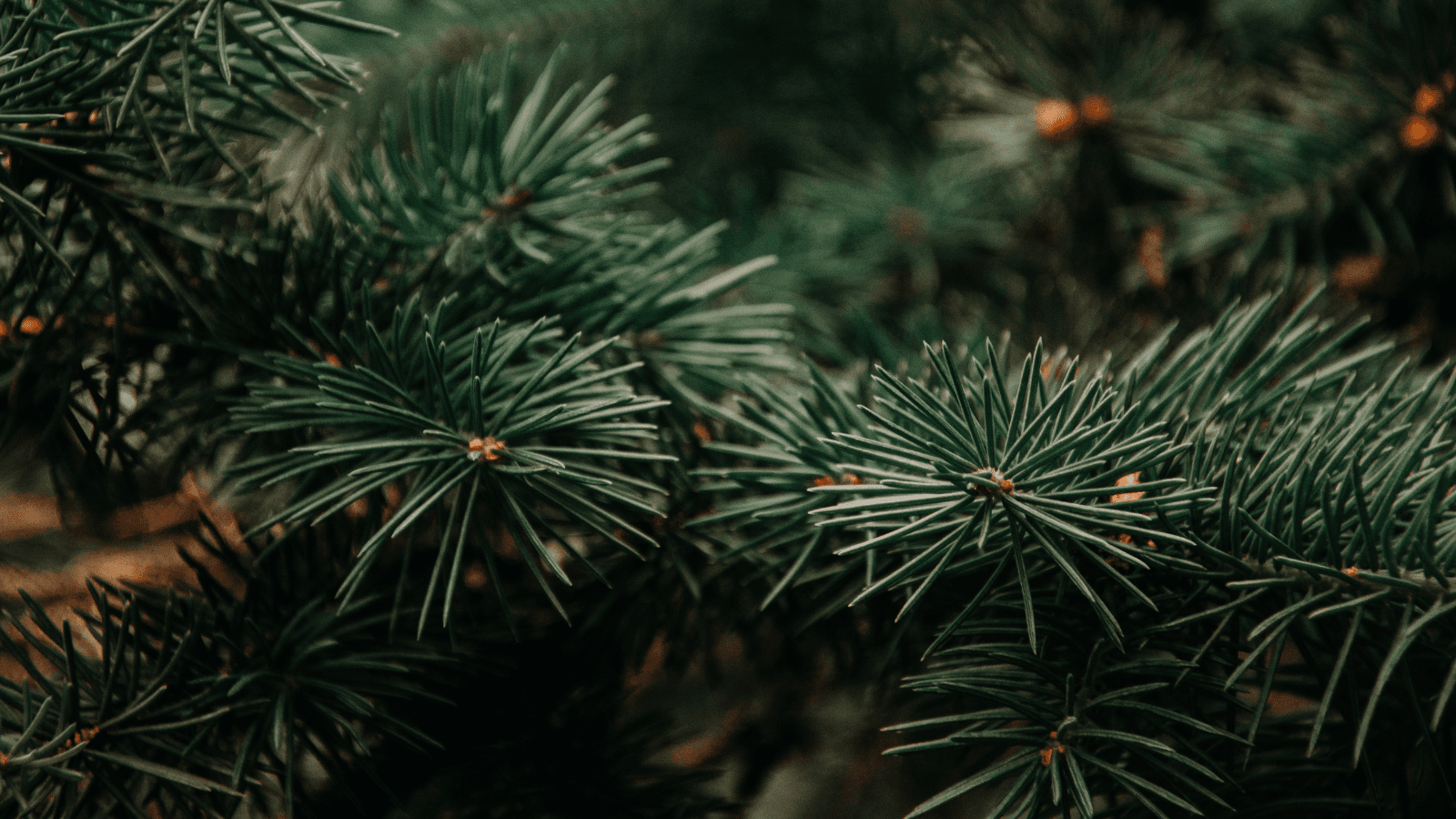 Harvest Your Holiday Tree In A Northern State Forest