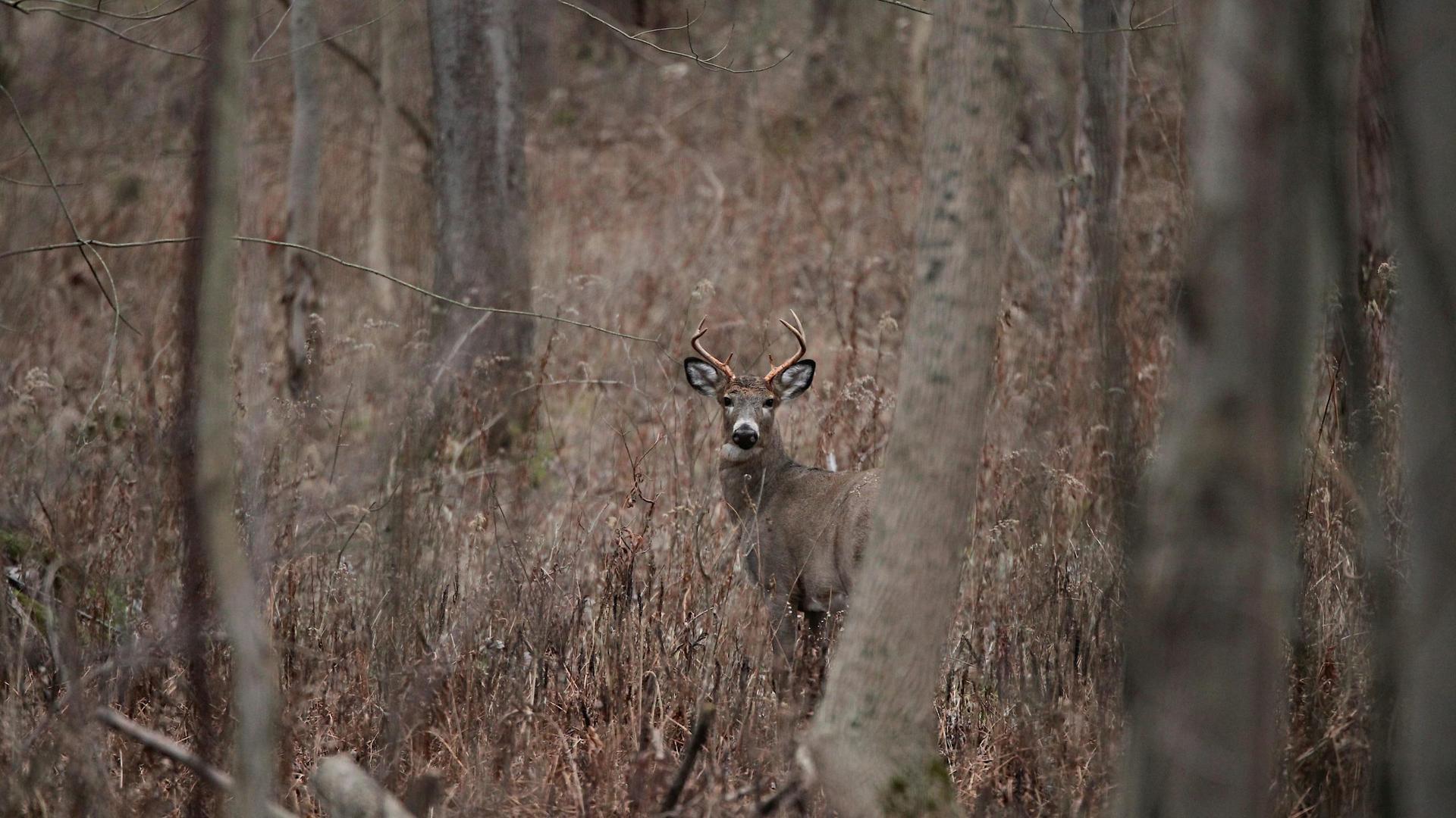 Tree Stand Safety: Avoiding Falls This Hunting Season