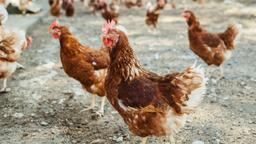 Dr. Keith Poulsen on the Bird Flu in Wisconsin (Hour 1)