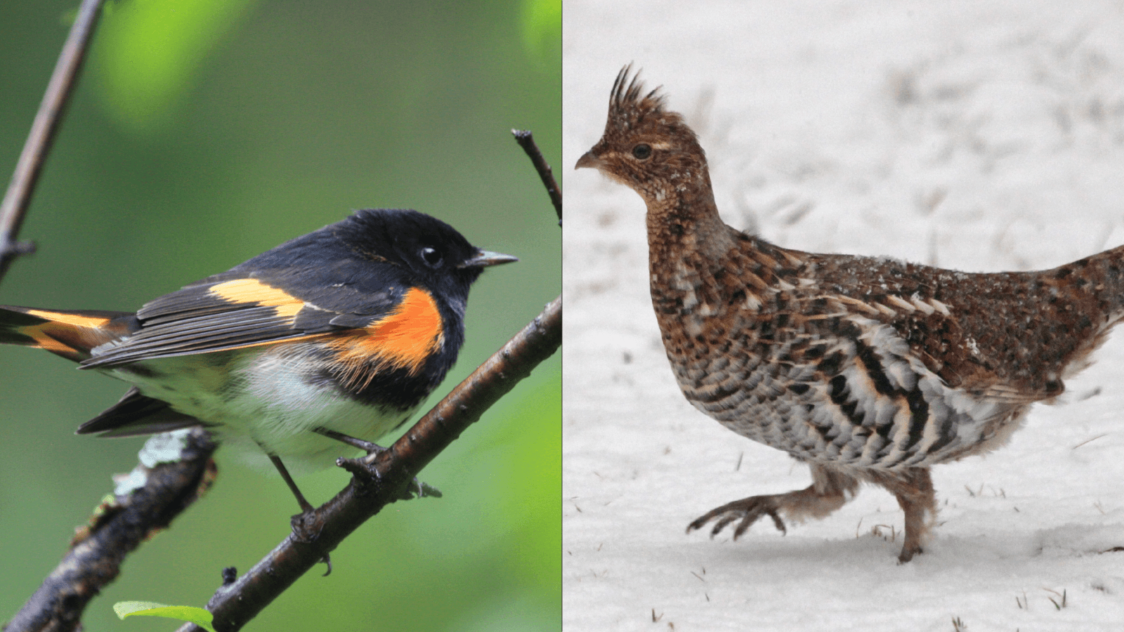 The Wisconsin Center for Wildlife Sets Forestry for Birds Events