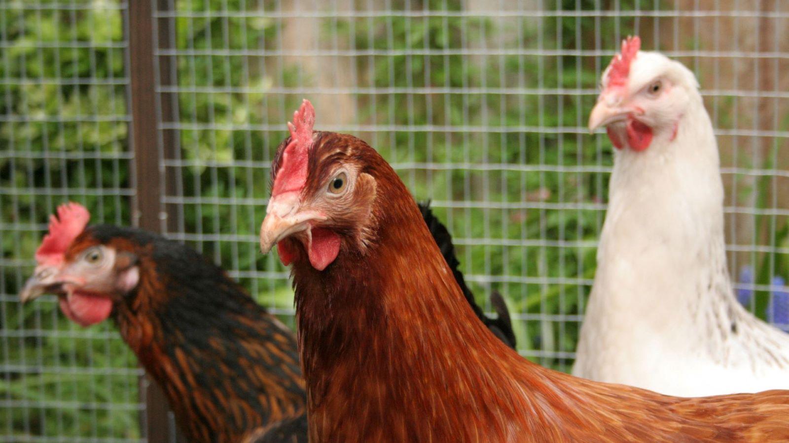 Chickens in Port Edwards