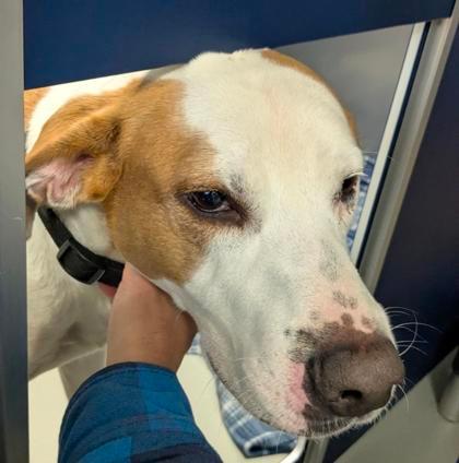 Moby is a Good Boy! (Hour 2)