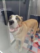 Big Buford Indeed (Hour 2)