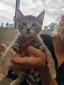 Meet Cupcake! (Hour 2)