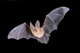 Bat Tests Positive for Rabies in Shawano County