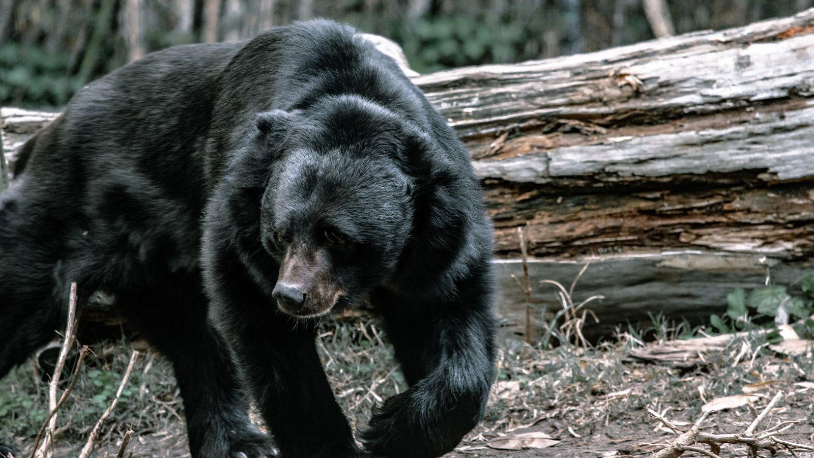 Barron County Woman Attacked by Black Bear Near Comstock