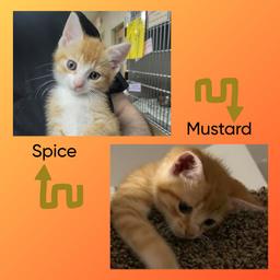 Mustard and Spice! (Hour 2)