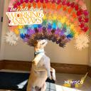 Let’s Talk About Working Animals