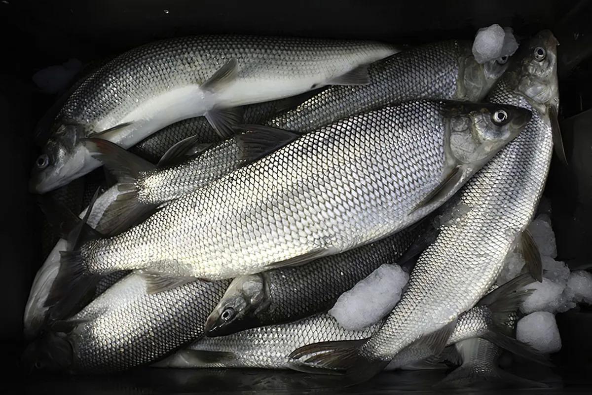 Michigan lawmakers may fund last-ditch effort to save whitefish