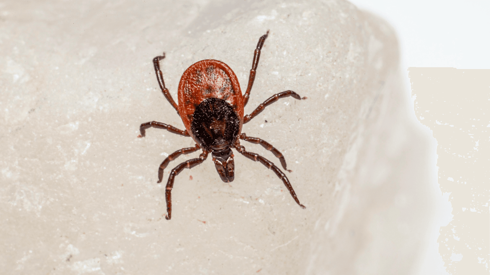 Marshfield Clinic Research Institute Seeks Ticks for Study