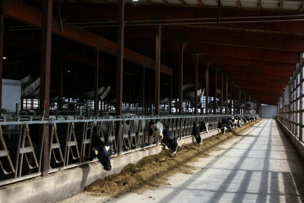 Report accuses corporate dairy of ‘greenwashing’