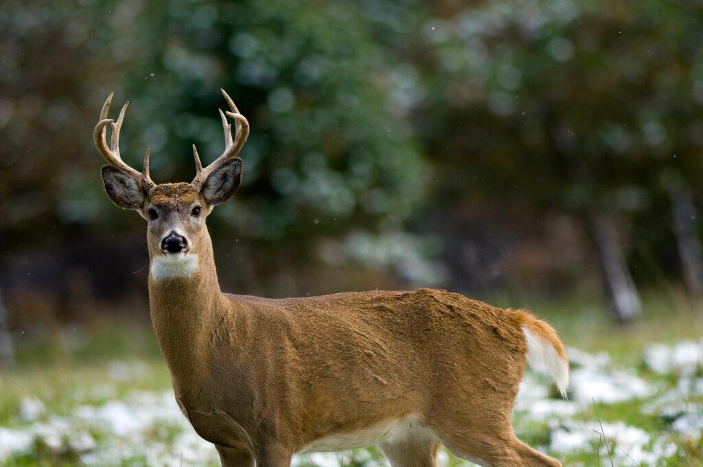 Bills to create a separate Upper Peninsula hunting, fishing authority meet opposition in House
