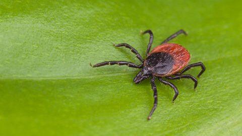 Wisconsin DHS says tick activity remains high across the state