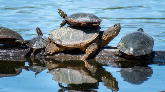 Help Protect Turtles During Nesting Season
