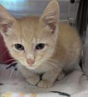 Meet Pennywise the Kitty! (Hour 2)