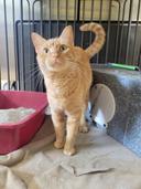 Meet Magnifico! (Hour 2)