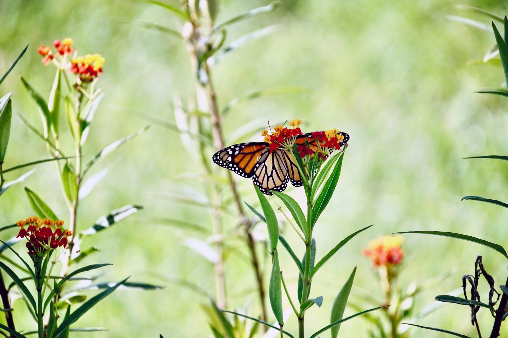 Once dismissed as weeds, native plants are now flying off the shelves