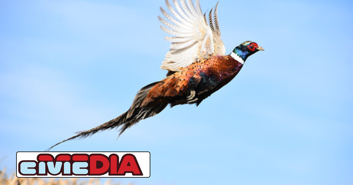 Hunters Gear Up for Wisconsin’s 2024 Pheasant Season Kickoff