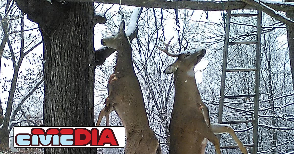 The Numbers Increased in the 2024 Deer Harvest