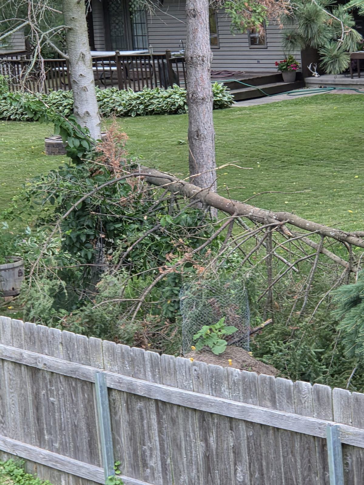 Tree Limbs Down