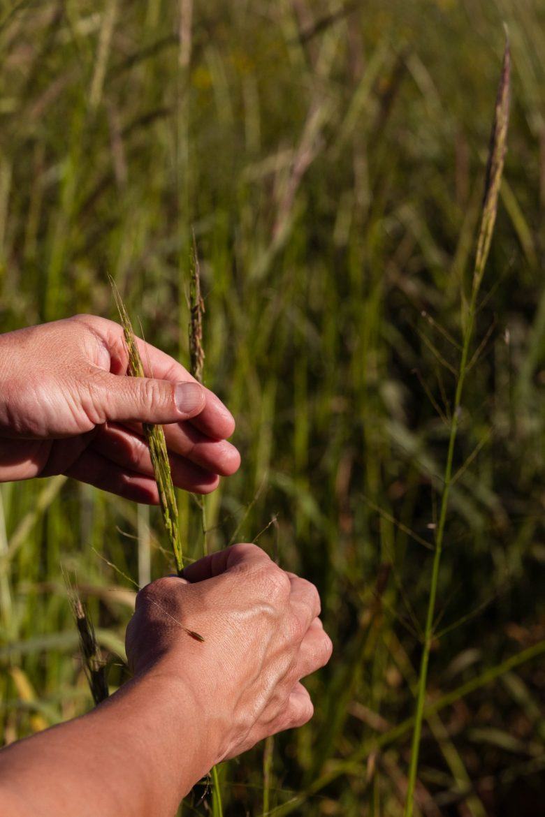 close up of hands carefully holding and examining tall wild grass stems in a sunny field
