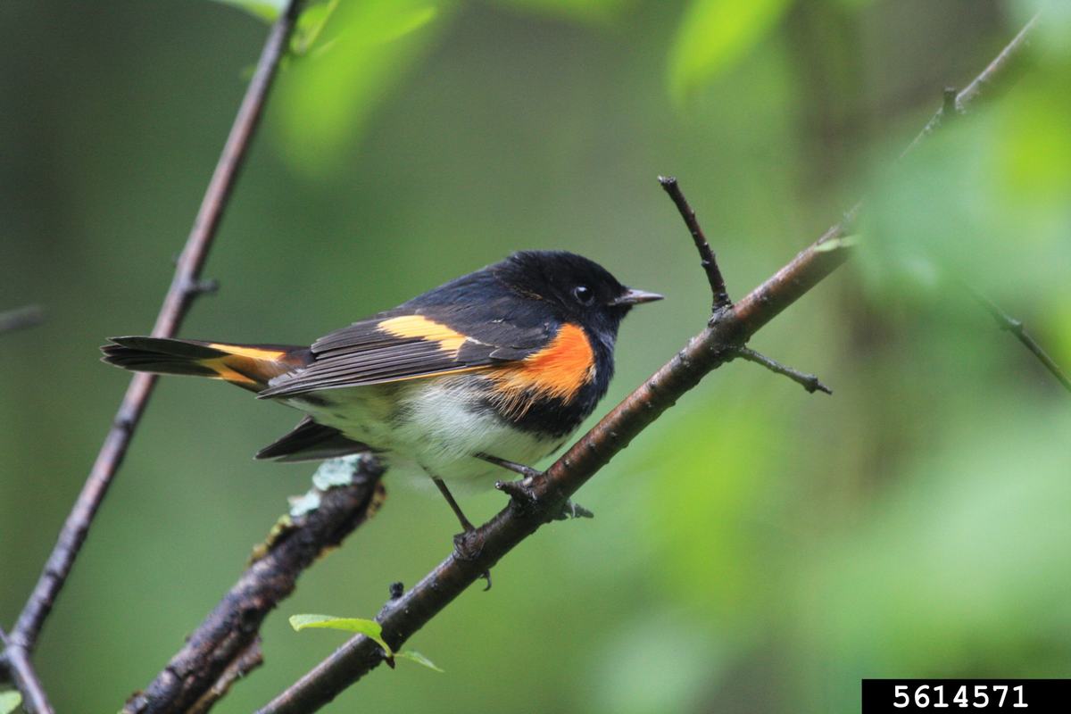 American Redstart credit Steven Katovich, Bugwood.org