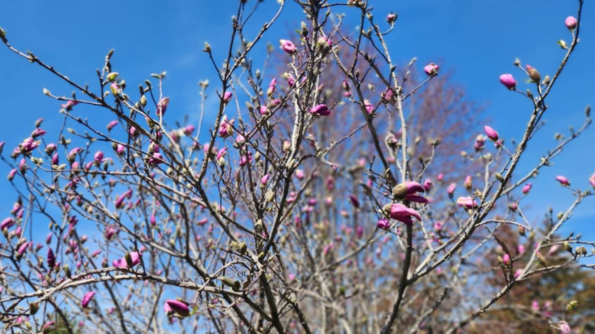 Budding Tree