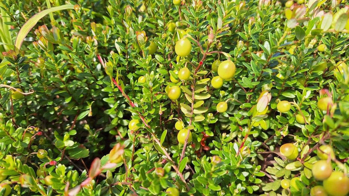 Cranberries
