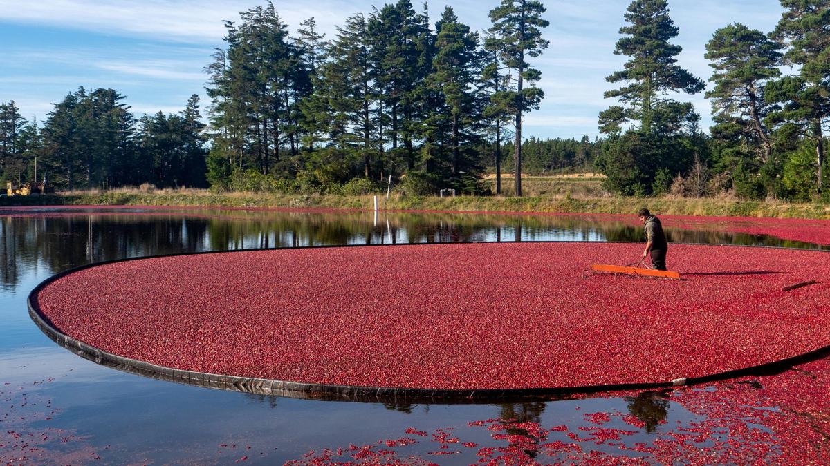Cranberry-Marsh-1