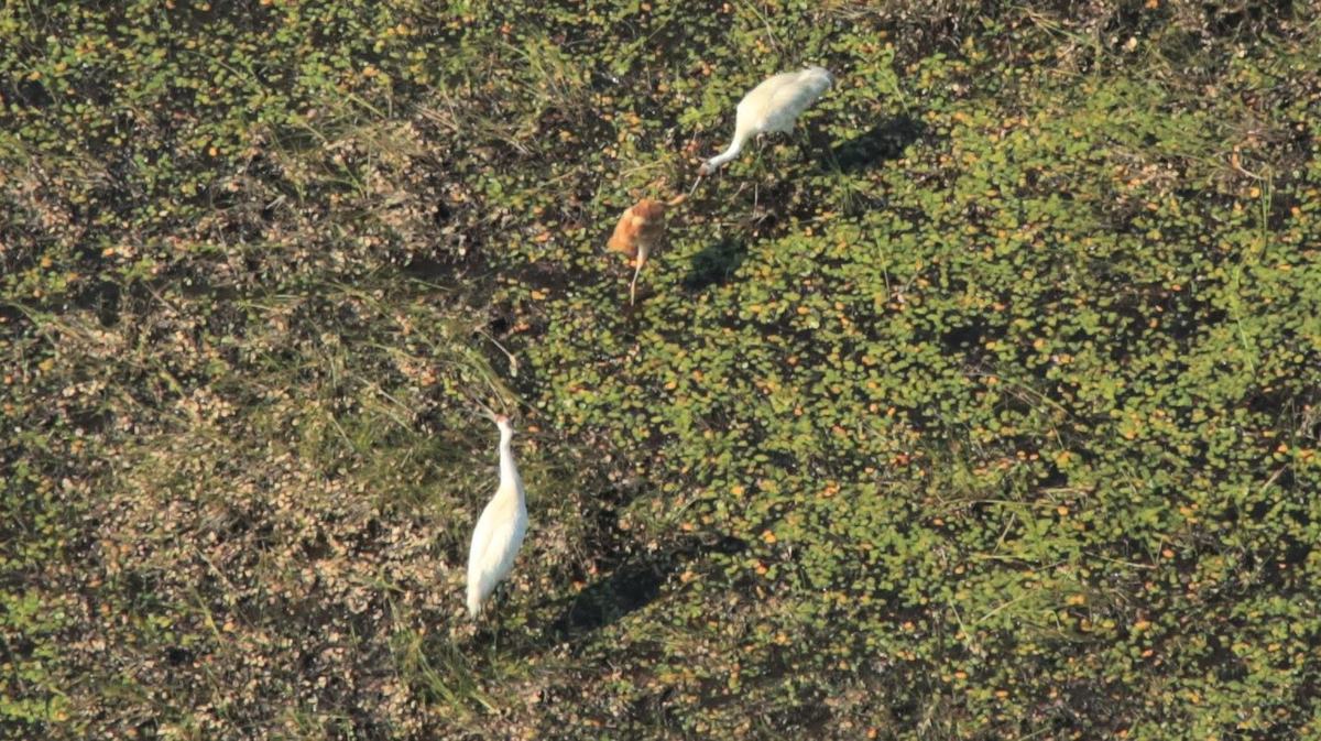 Whooping Cranes with Baby
