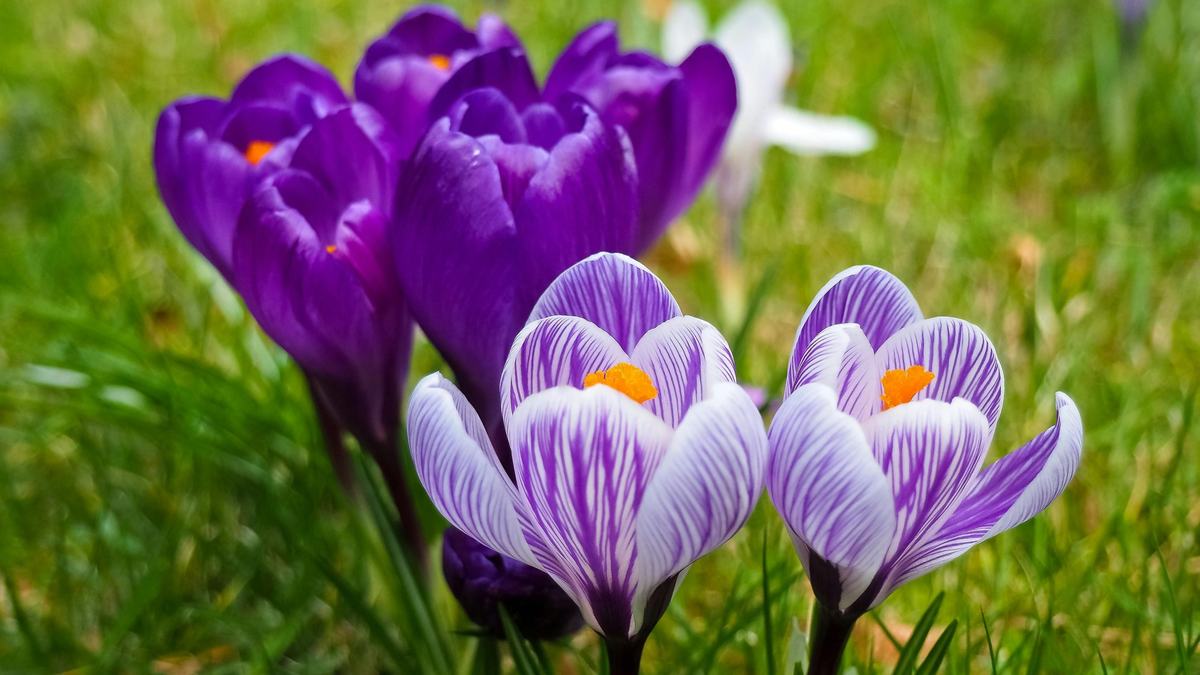 Flowers