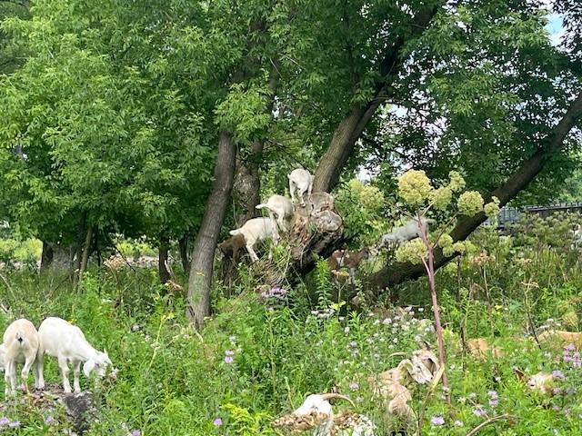 Goats Climbing 1