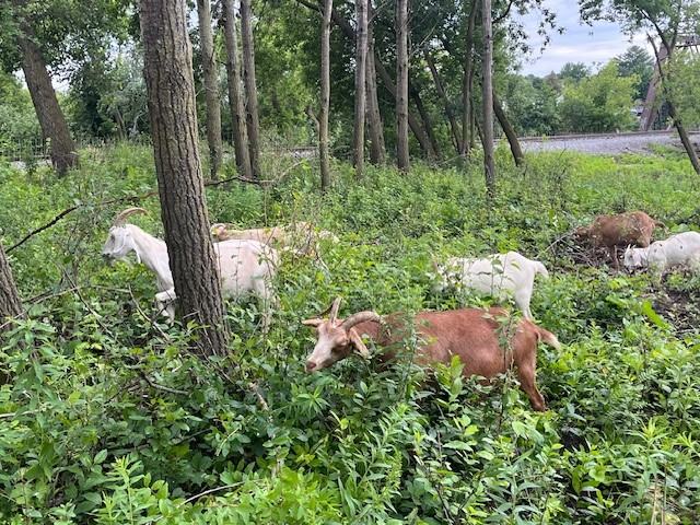 Goats Feeding